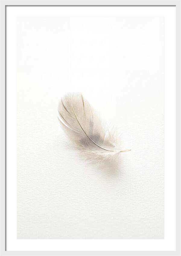 Feather Resting On Paper
