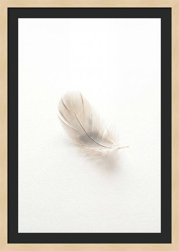 Feather Resting On Paper