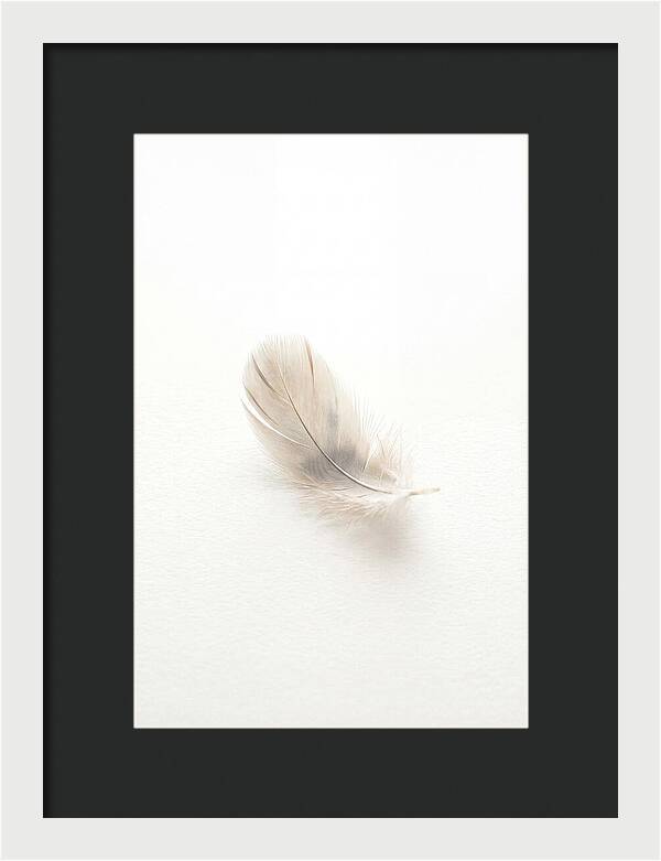 Feather Resting On Paper