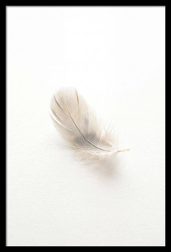 Feather Resting On Paper