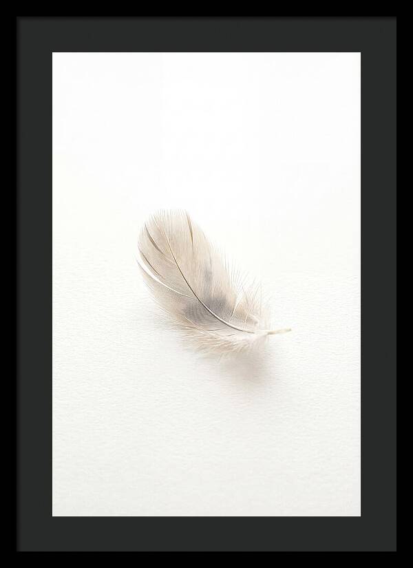 Feather Resting On Paper