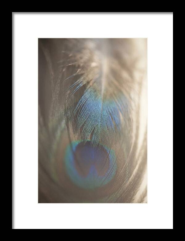 Feather Texture Abstract