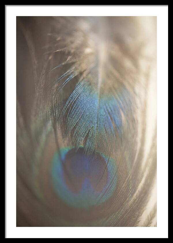 Feather Texture Abstract