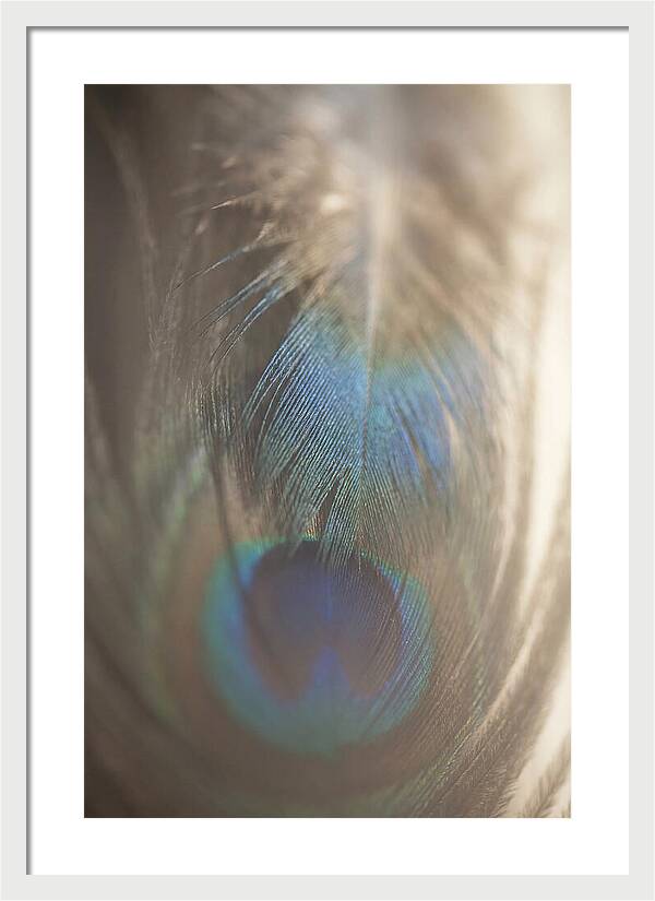 Feather Texture Abstract