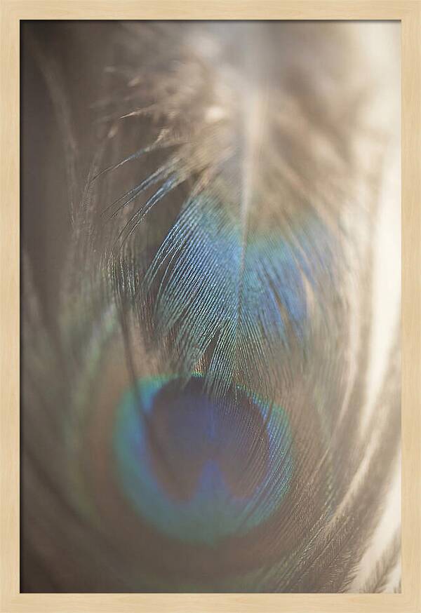Feather Texture Abstract