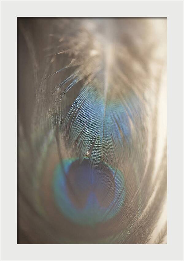 Feather Texture Abstract