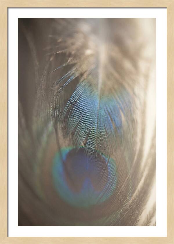 Feather Texture Abstract