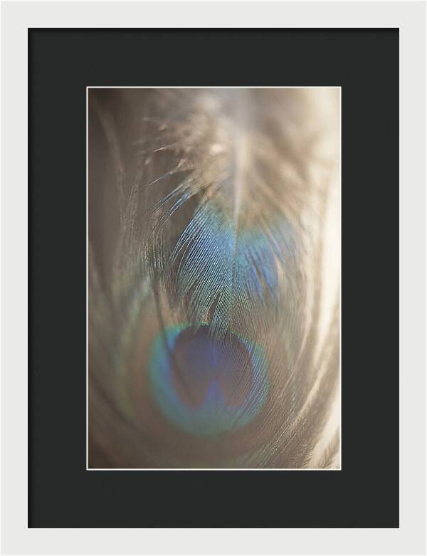 Feather Texture Abstract