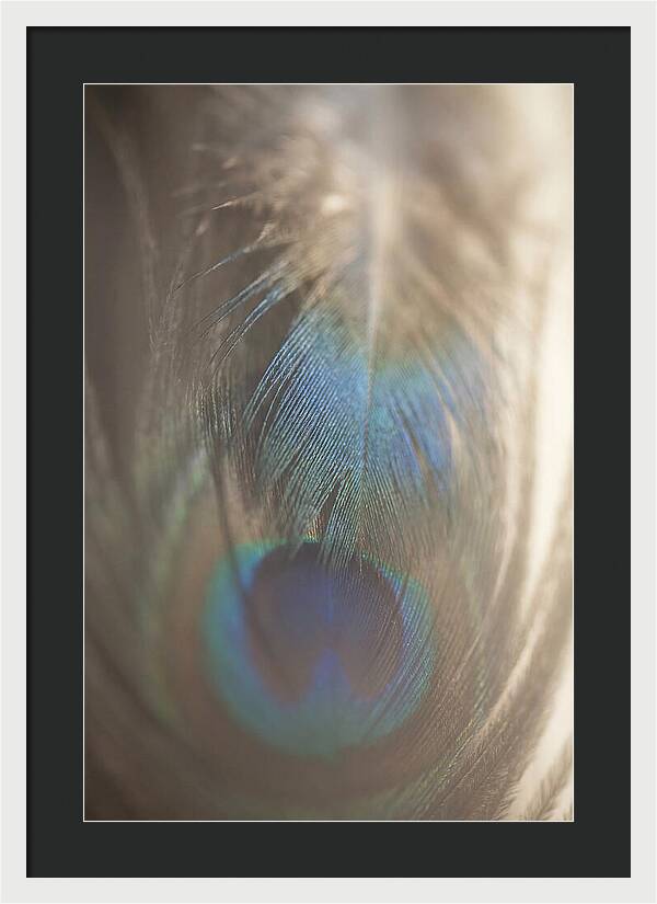 Feather Texture Abstract