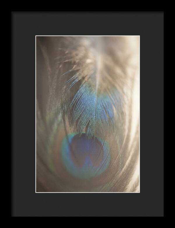 Feather Texture Abstract