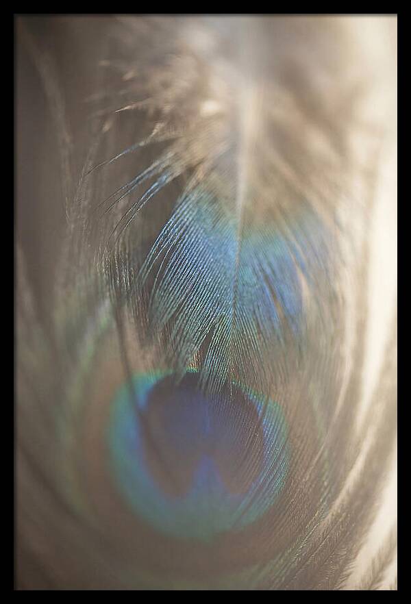Feather Texture Abstract