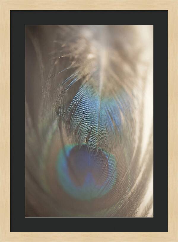 Feather Texture Abstract