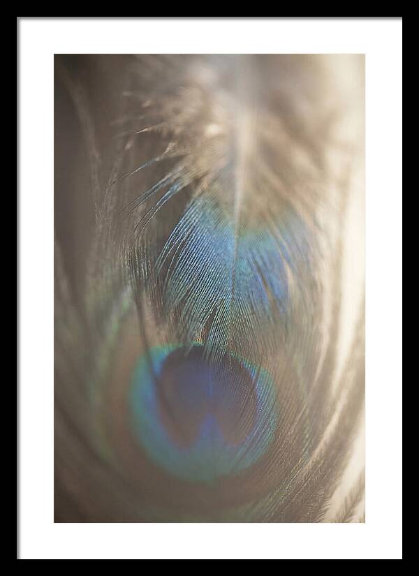 Feather Texture Abstract