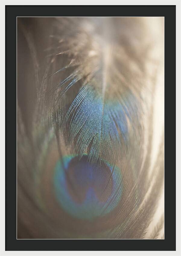 Feather Texture Abstract