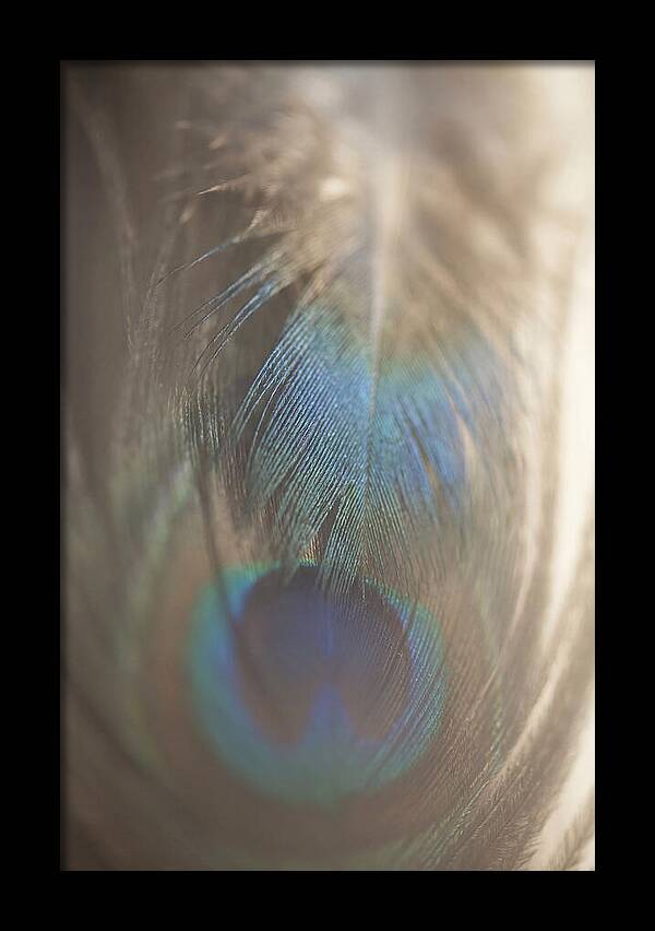 Feather Texture Abstract