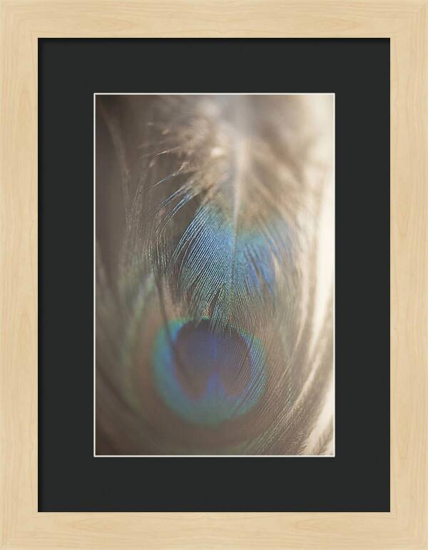 Feather Texture Abstract