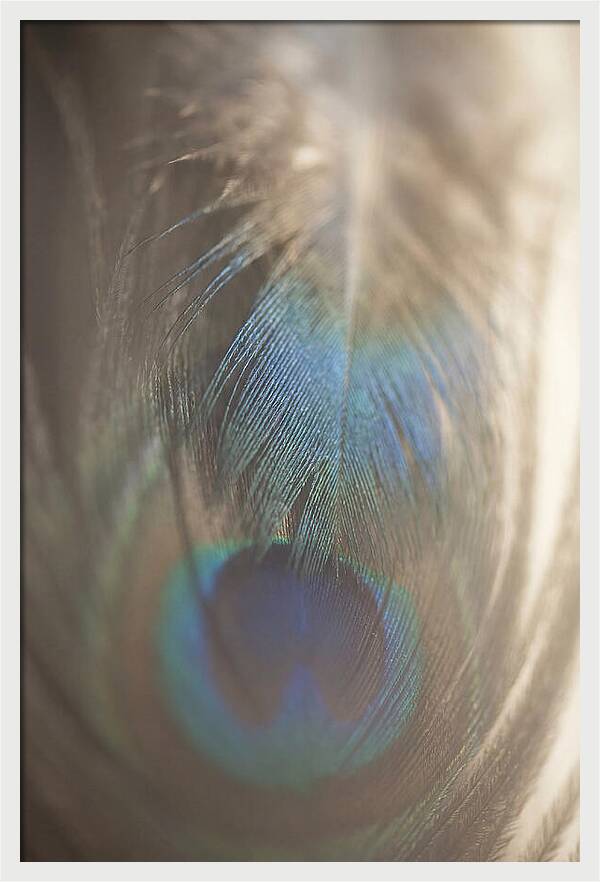 Feather Texture Abstract