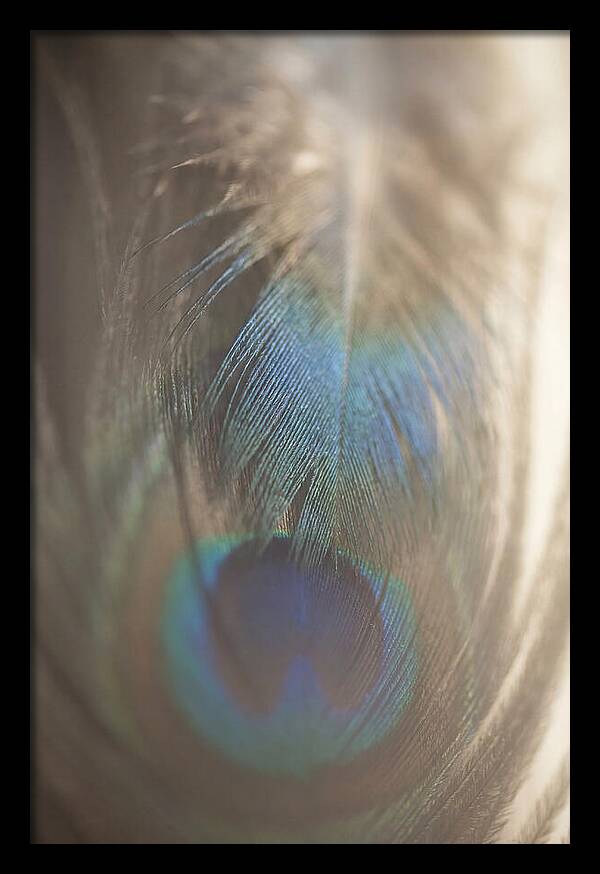 Feather Texture Abstract