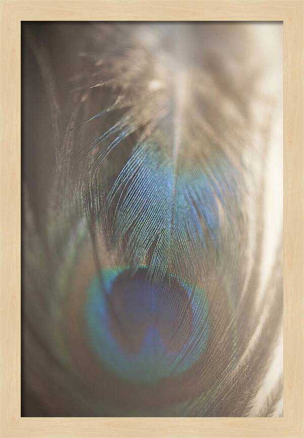 Feather Texture Abstract