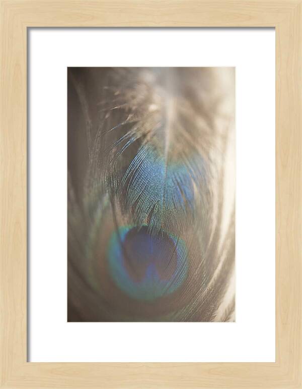 Feather Texture Abstract