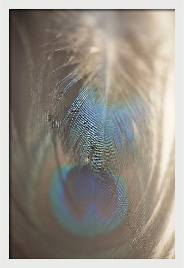 Feather Texture Abstract