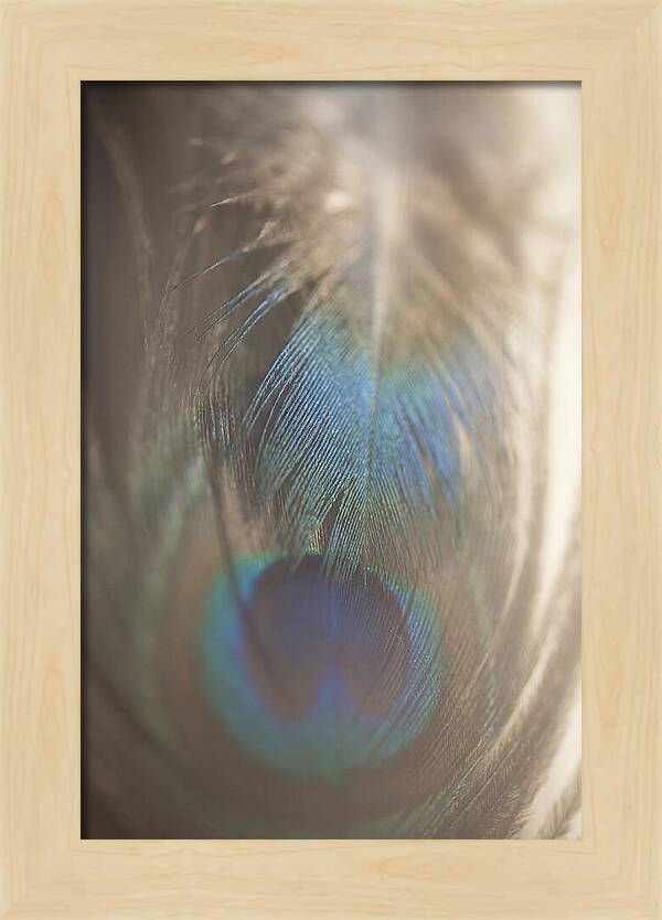 Feather Texture Abstract