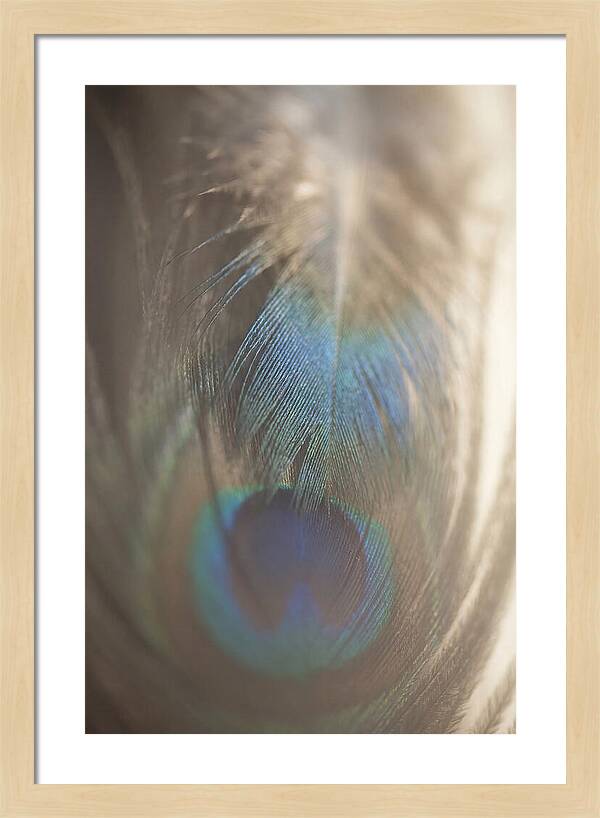 Feather Texture Abstract