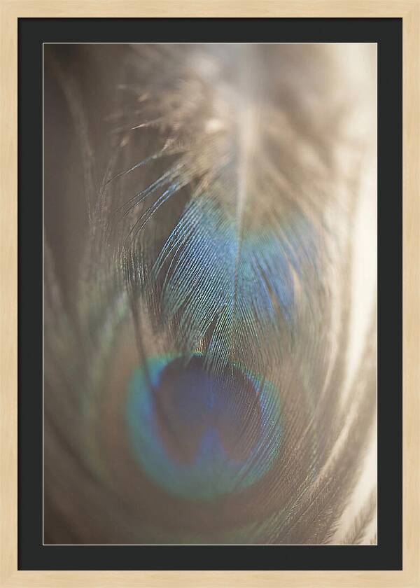 Feather Texture Abstract