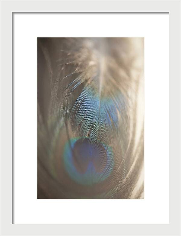Feather Texture Abstract