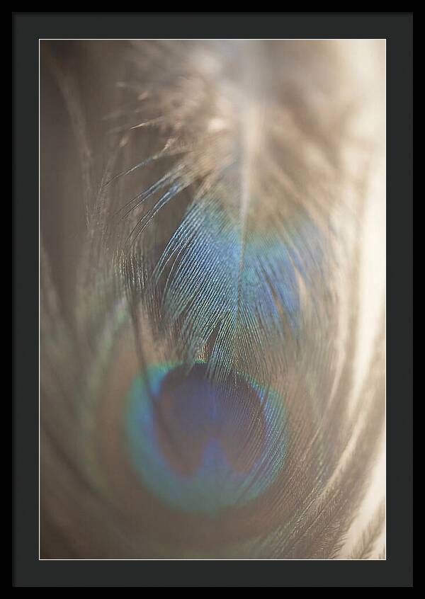 Feather Texture Abstract