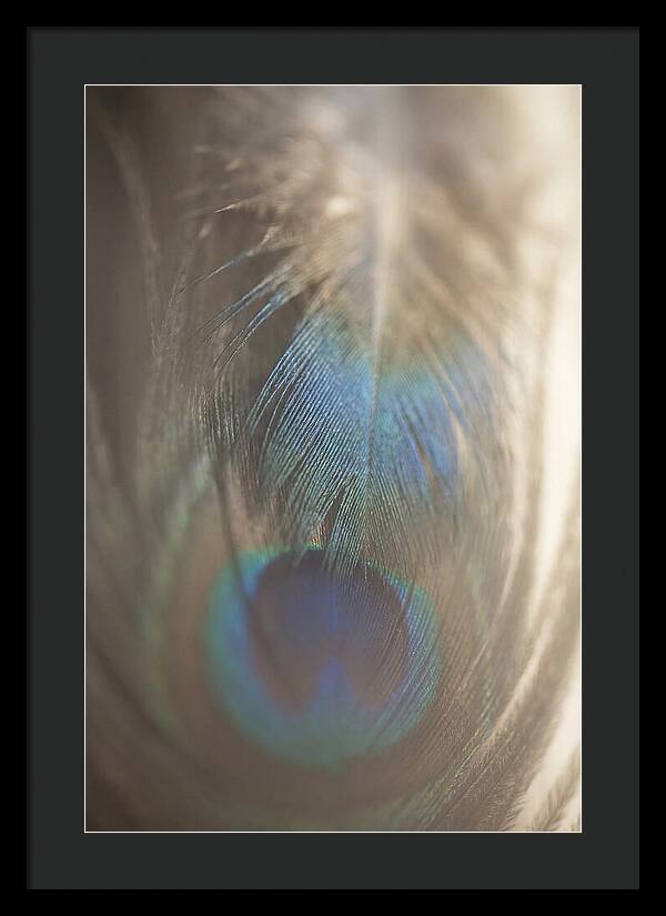 Feather Texture Abstract