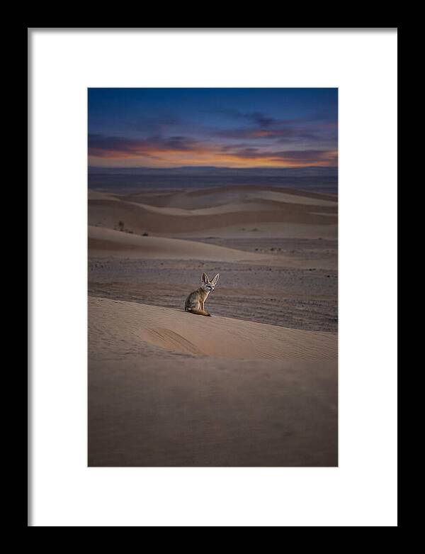 Fennec Fox In The Desert
