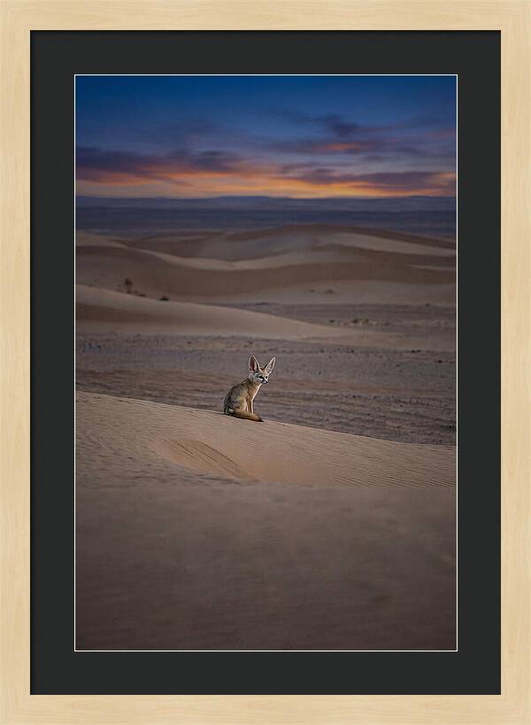 Fennec Fox In The Desert