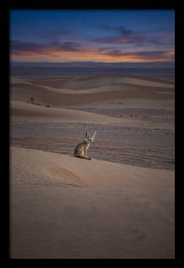 Fennec Fox In The Desert