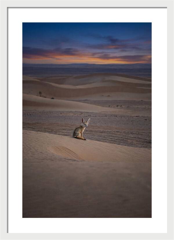 Fennec Fox In The Desert
