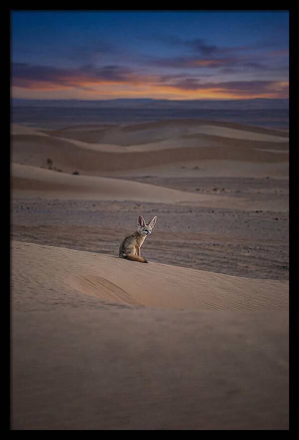 Fennec Fox In The Desert