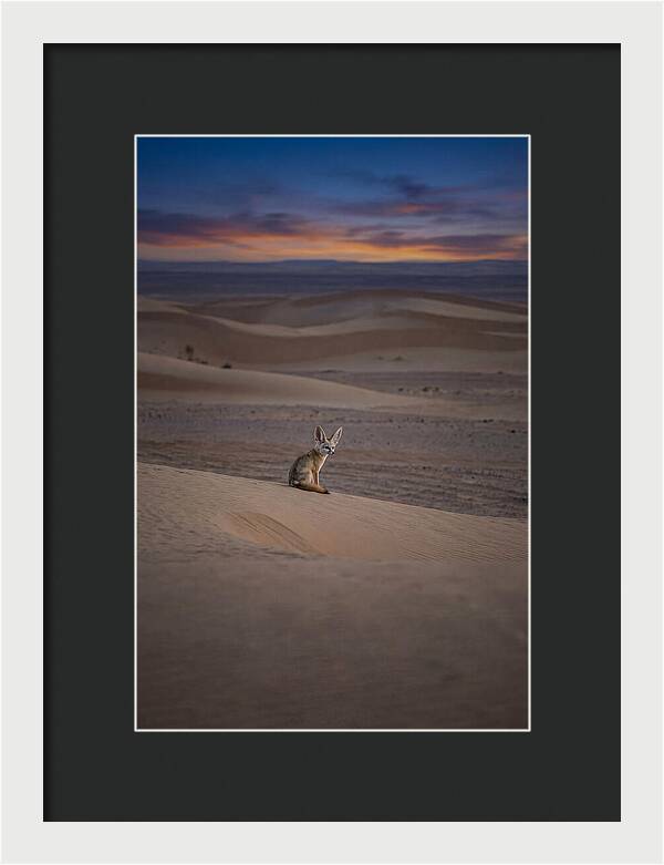 Fennec Fox In The Desert