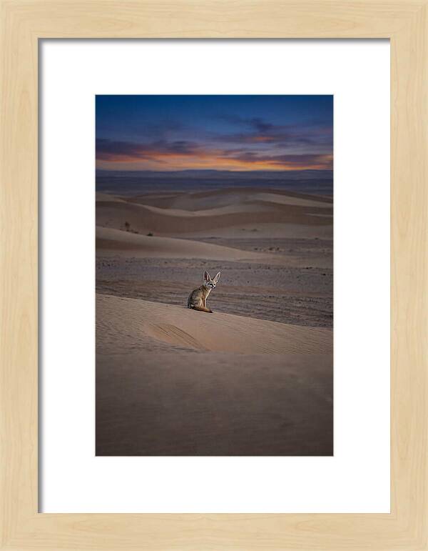 Fennec Fox In The Desert