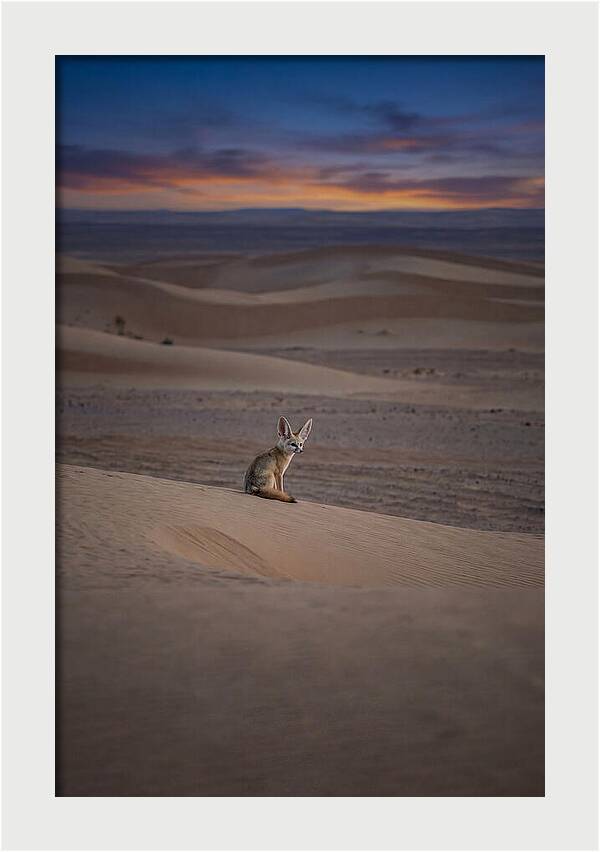 Fennec Fox In The Desert