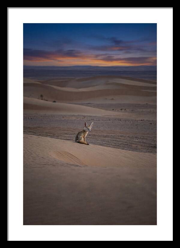 Fennec Fox In The Desert