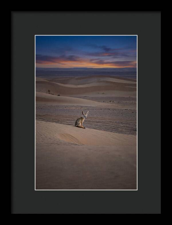 Fennec Fox In The Desert