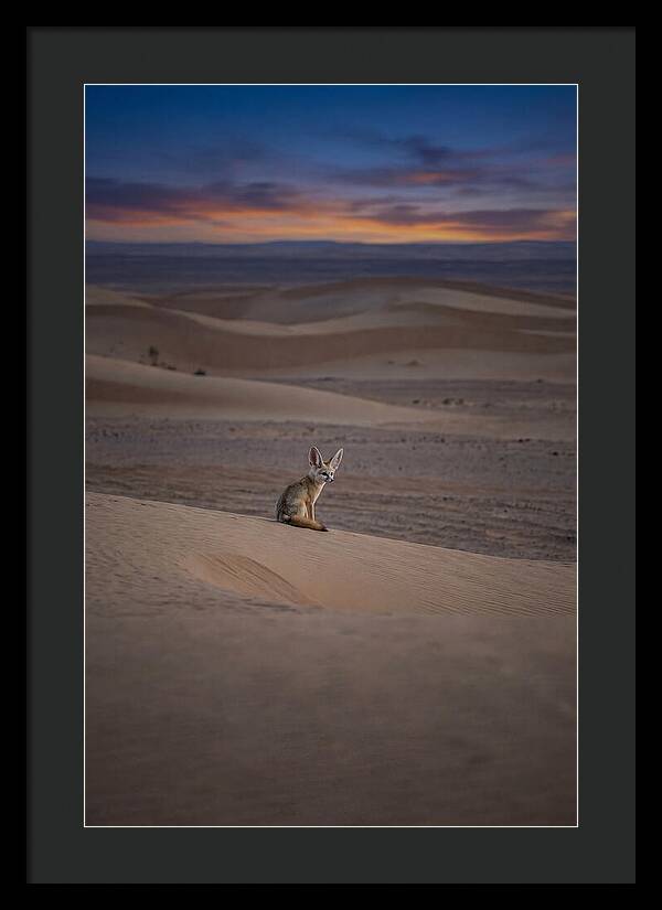 Fennec Fox In The Desert