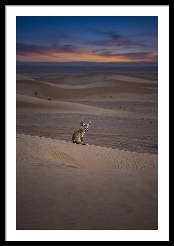 Fennec Fox In The Desert