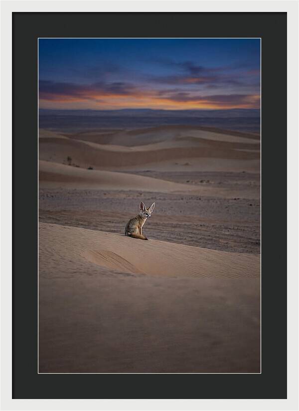 Fennec Fox In The Desert