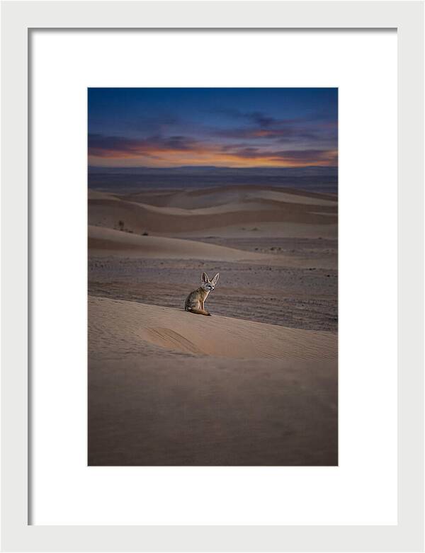 Fennec Fox In The Desert