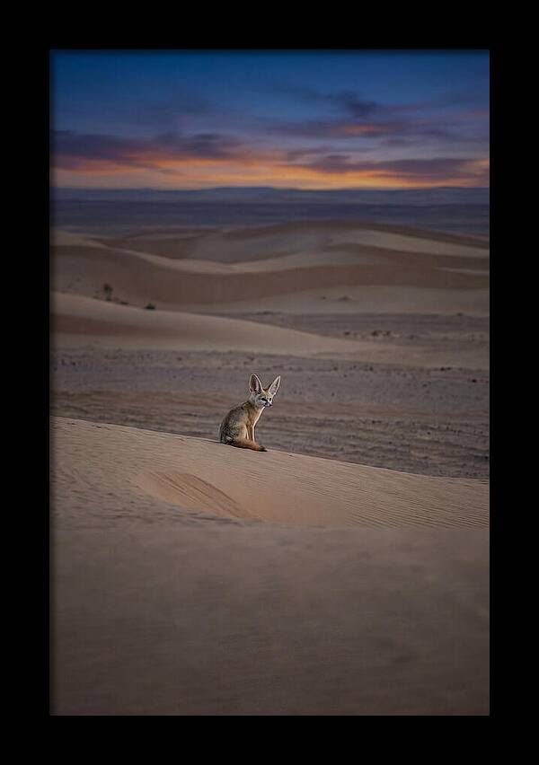 Fennec Fox In The Desert
