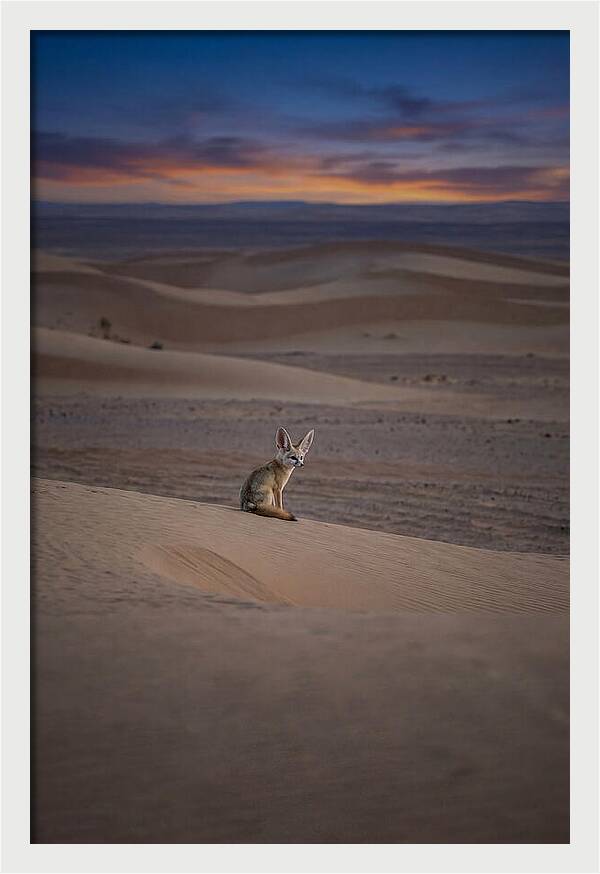 Fennec Fox In The Desert