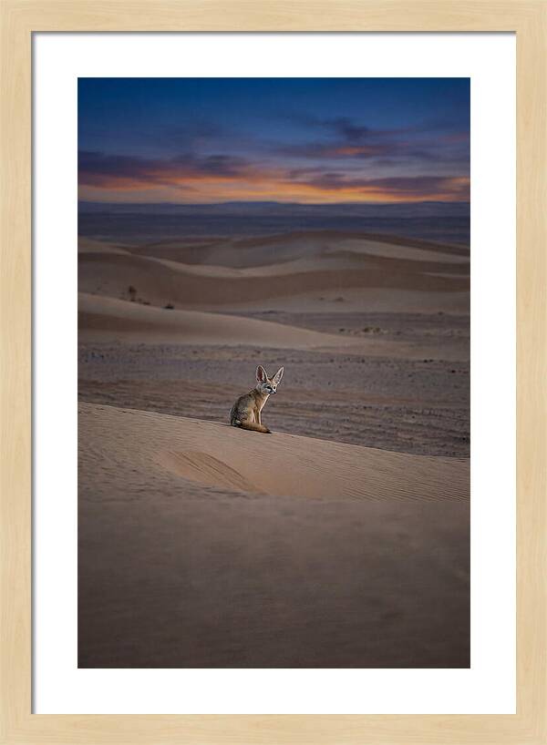 Fennec Fox In The Desert