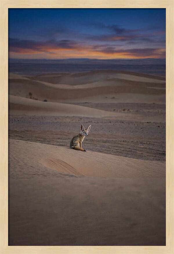 Fennec Fox In The Desert