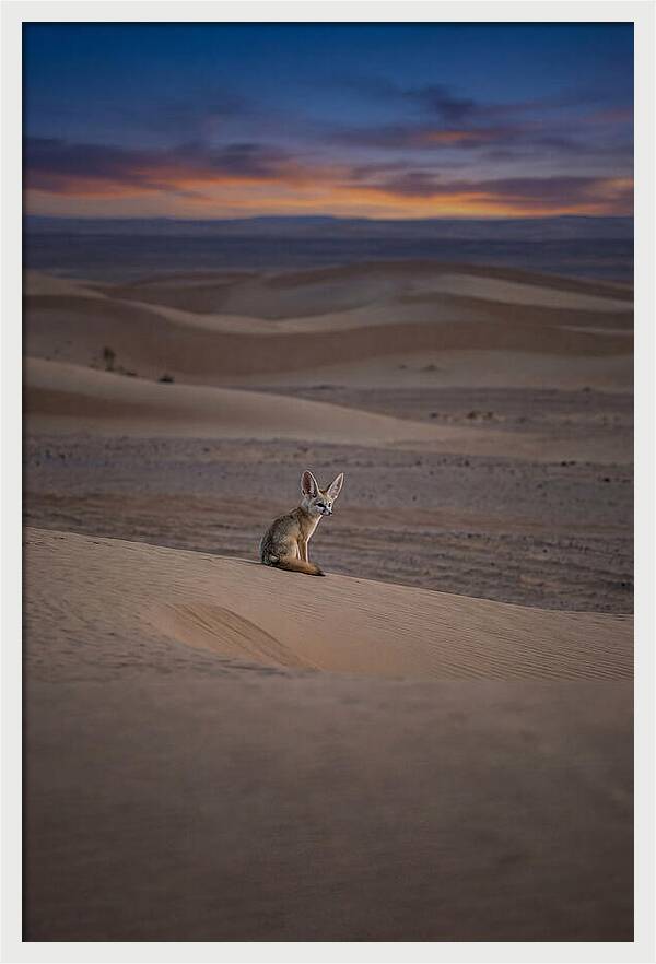 Fennec Fox In The Desert